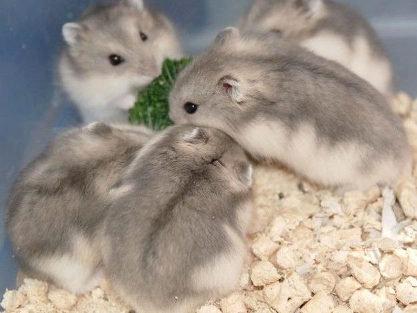 Породы хомяков | ЗооТом - продажа, вязка и услуги для животных в Невьянске