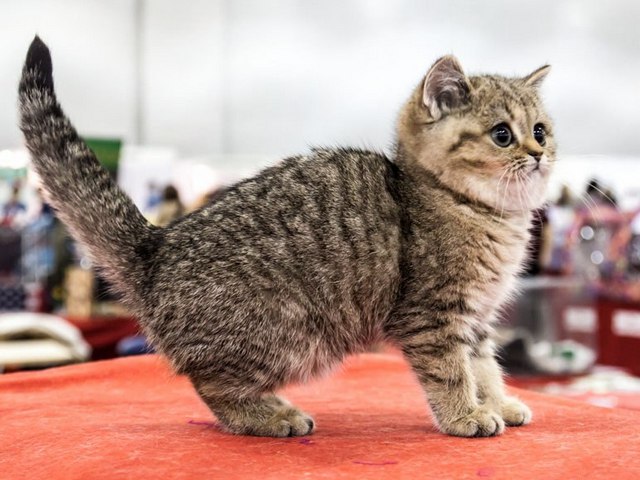 Породы кошек в Невьянске | ЗооТом портал о животных