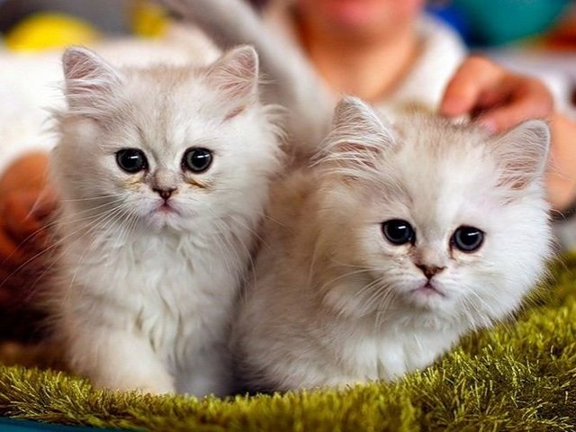 Породы кошек в Невьянске | ЗооТом портал о животных