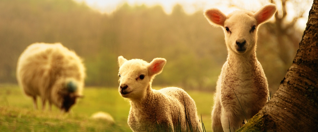 Объявления о сельскохозяйственных животных | ЗооТом - продажа, вязка и услуги для животных в Невьянске