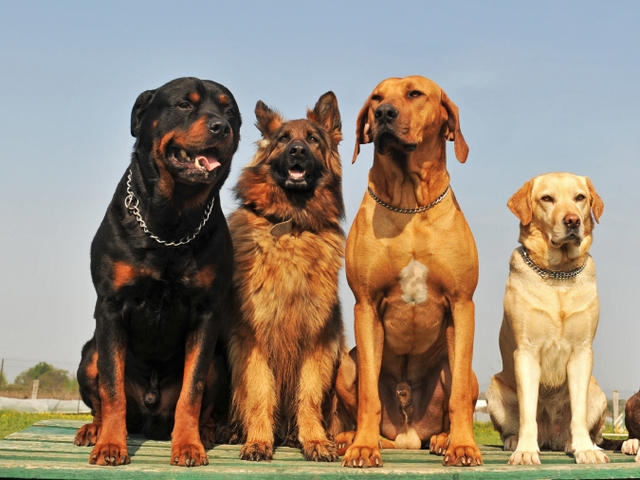 Крупные породы собак в Невьянске | ЗооТом портал о животных