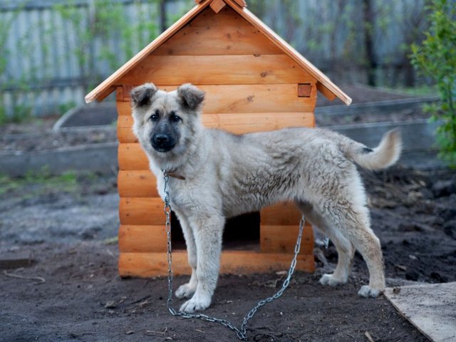 Все о собаках в Невьянске